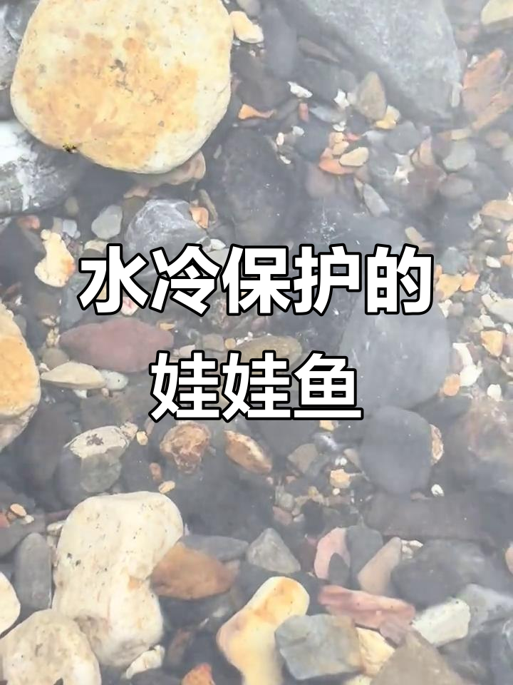 野生娃娃鱼苗,水冷保护让你放心