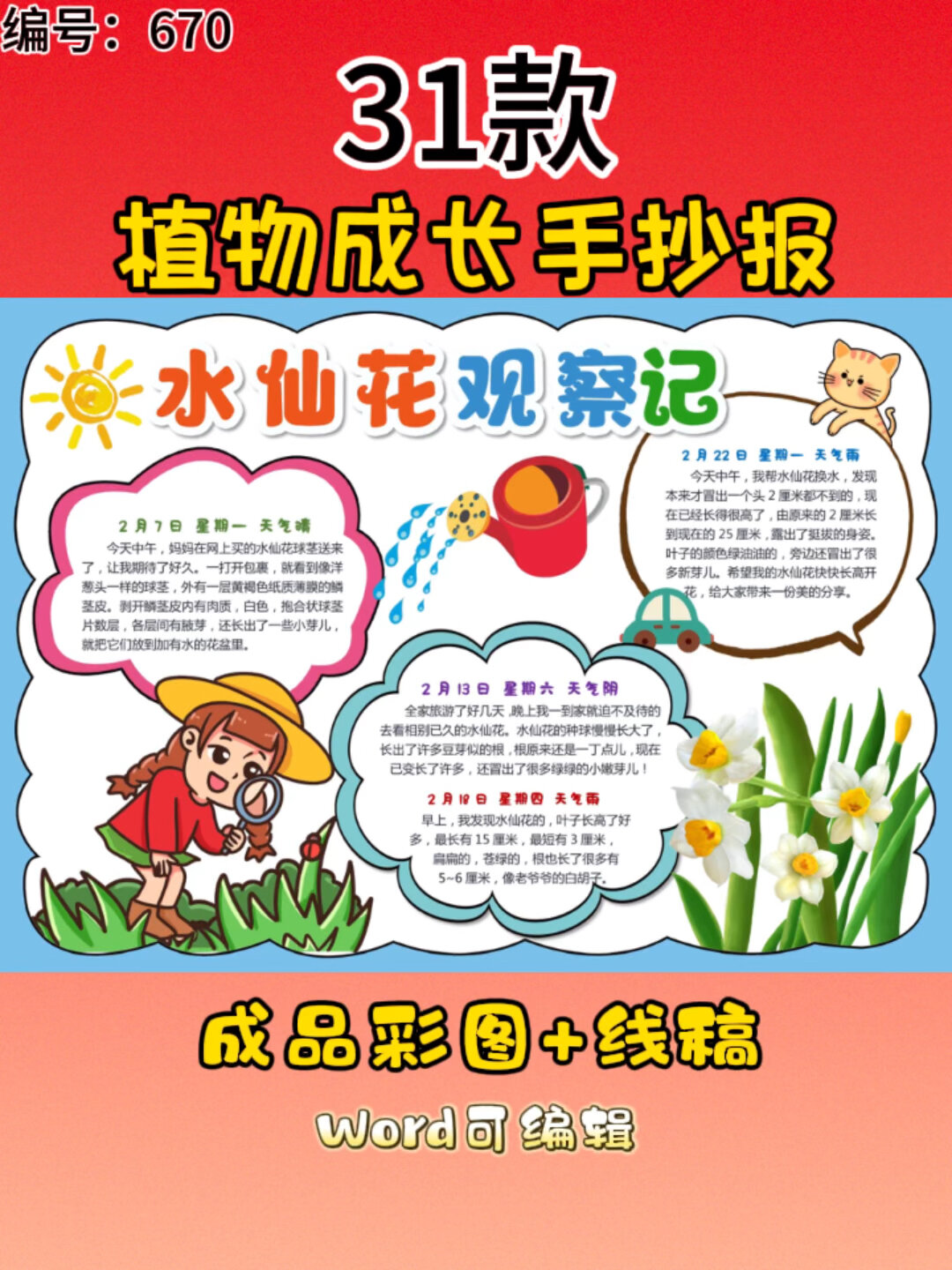 植物生长小报手抄报模板水仙花多肉生长过程