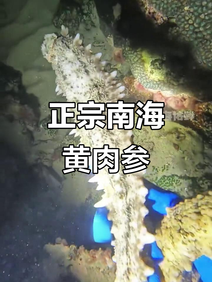 海南黄肉参,稀沙珍品,Q弹爽脆营养满分
