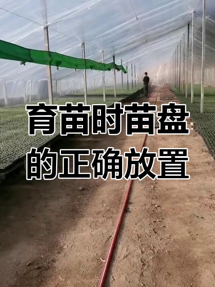 蔬菜育苗技巧:如何摆放苗盘避免病害