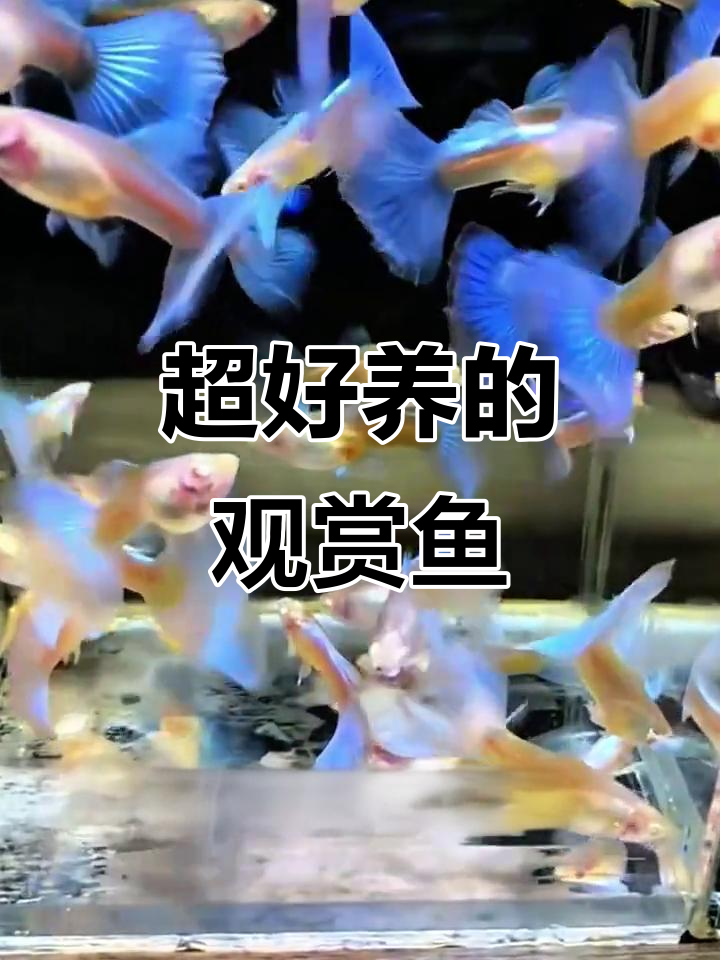 天空蓝孔雀鱼:美丽、易养,超能生!