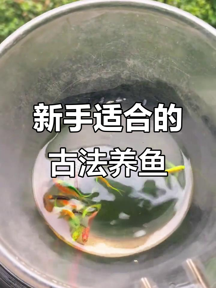 古法养鱼新手必学,简单造景轻松上手