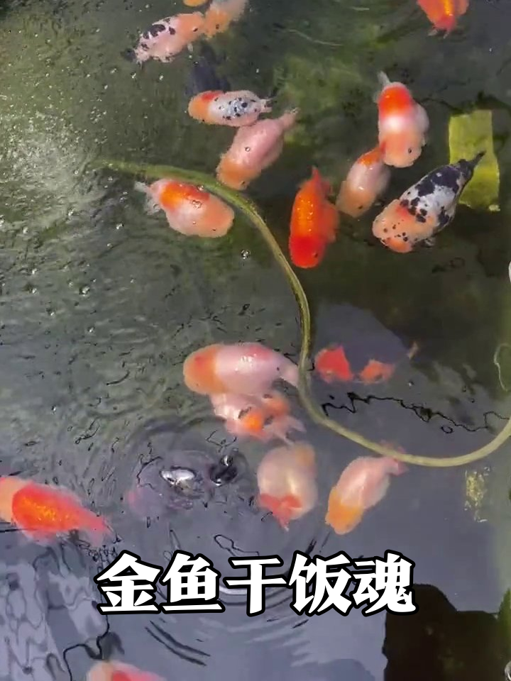 金鱼池塘大型干饭现场！彩虹色小鱼挤成一团抢食太欢乐