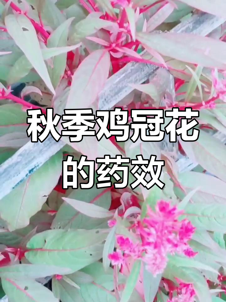鸡冠花:秋季盛开的雄鸡之花,晒干后药用价值高