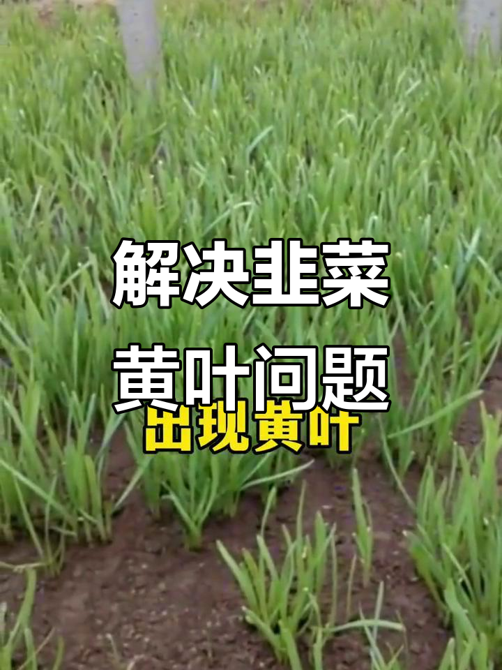 韭菜黄叶原因及解决方法,避免肥害和土壤问题