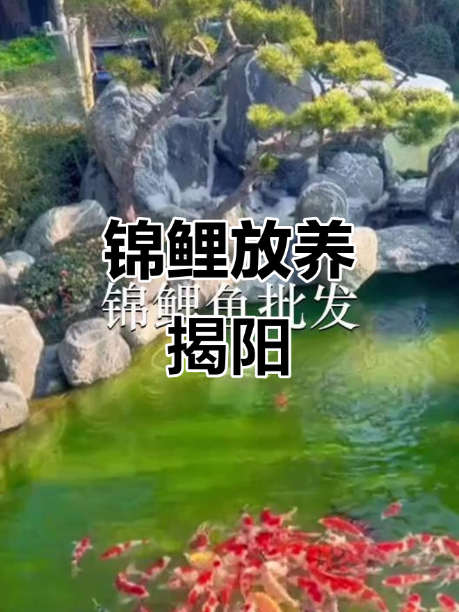 普宁鱼苗,锦鲤放养沙井