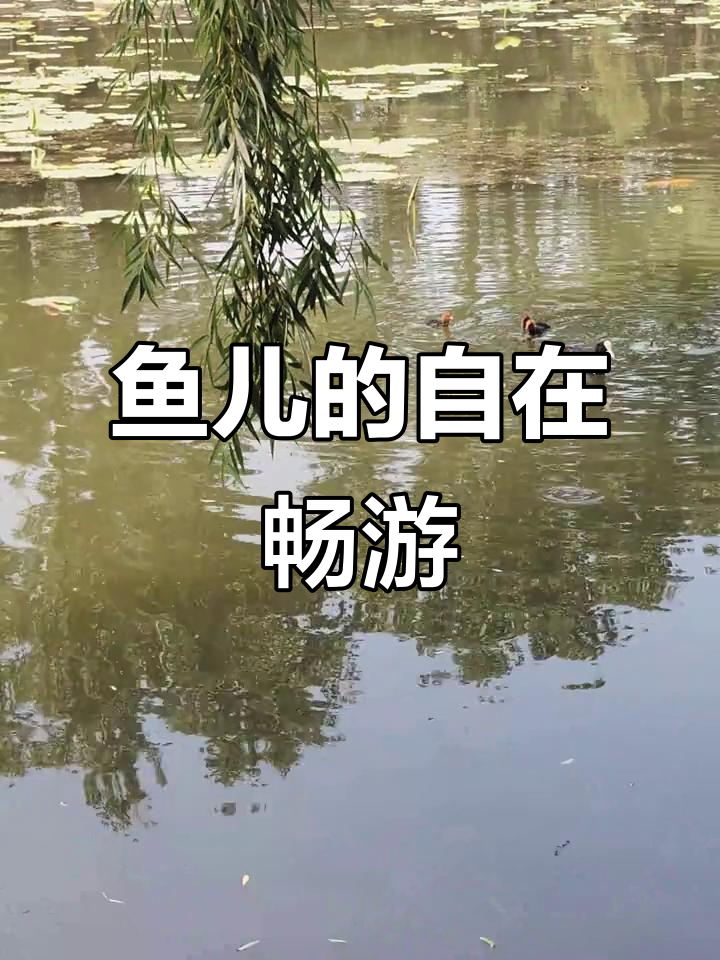 鱼儿自由游动,水中美景尽显