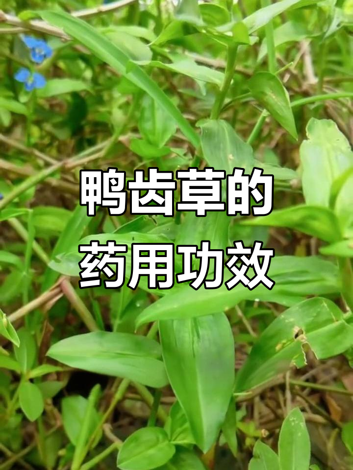 鸭跖草：竹叶般的美丽与药用价值