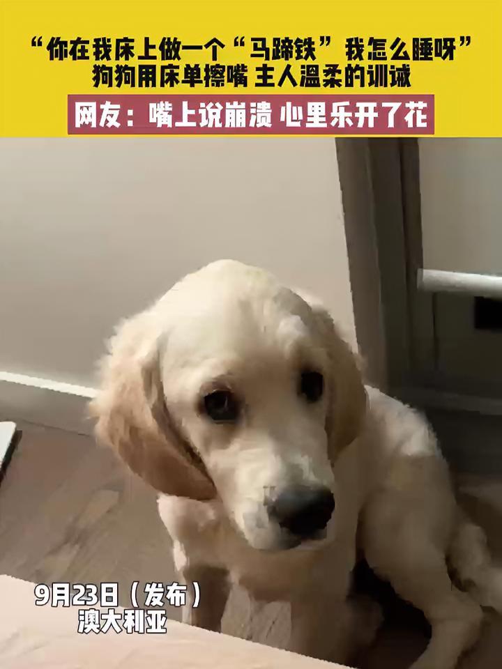 9月23日(发布),澳大利亚。“你在我床上做一个”马蹄铁“ 我怎么睡呀”狗狗用床单擦嘴,主
