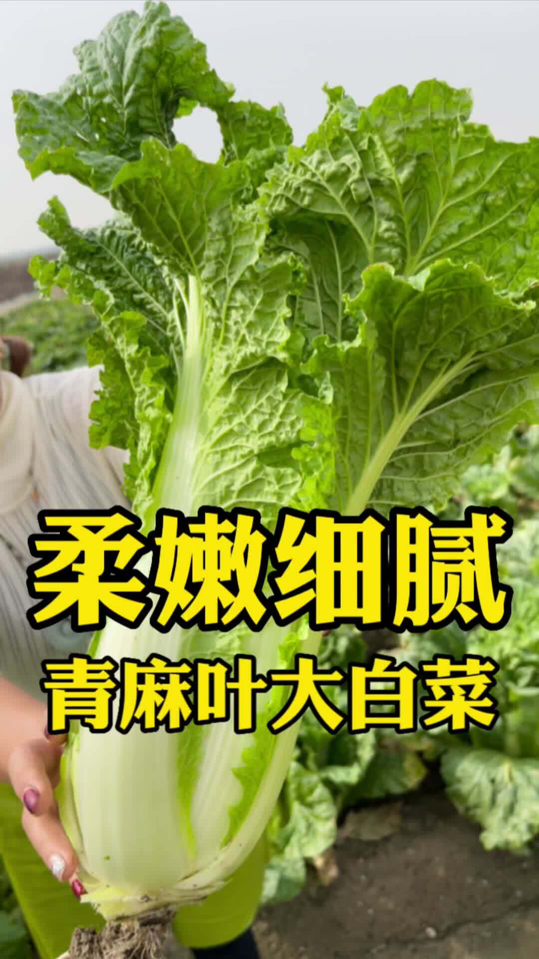 就这个青麻叶大白菜能被天津人吃出花叶片柔嫩开锅就烂