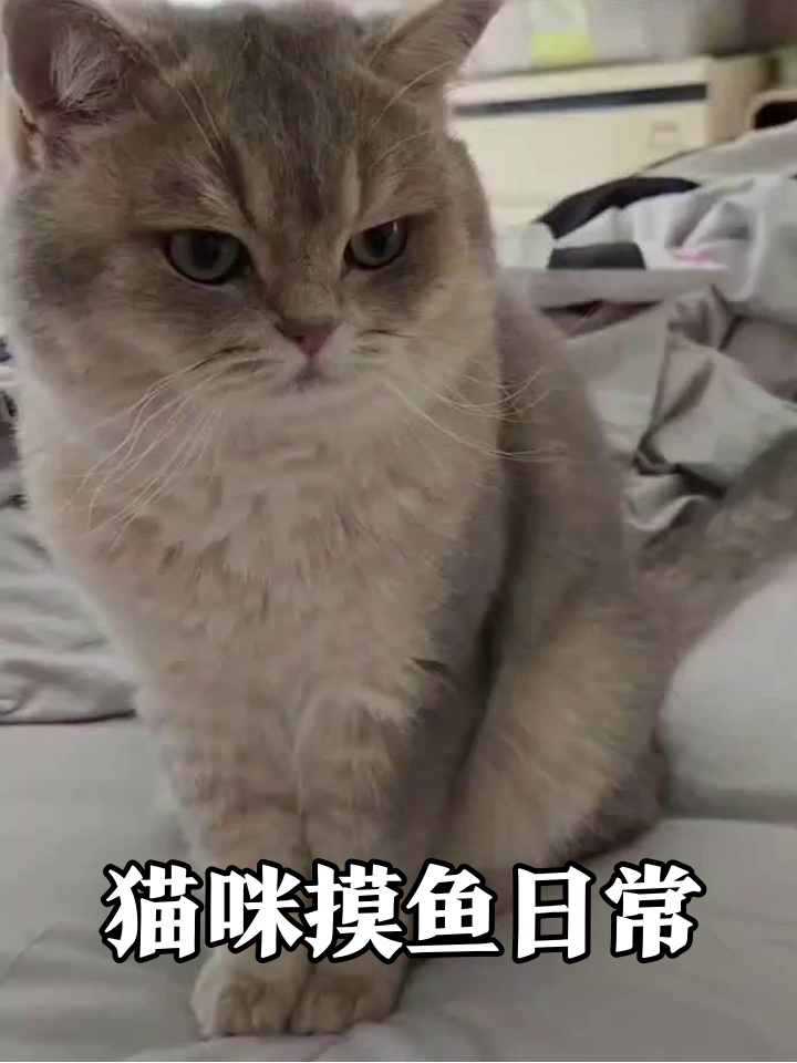 猫咪们的摸鱼日常：从高冷到抢玩具，个个都是戏精！