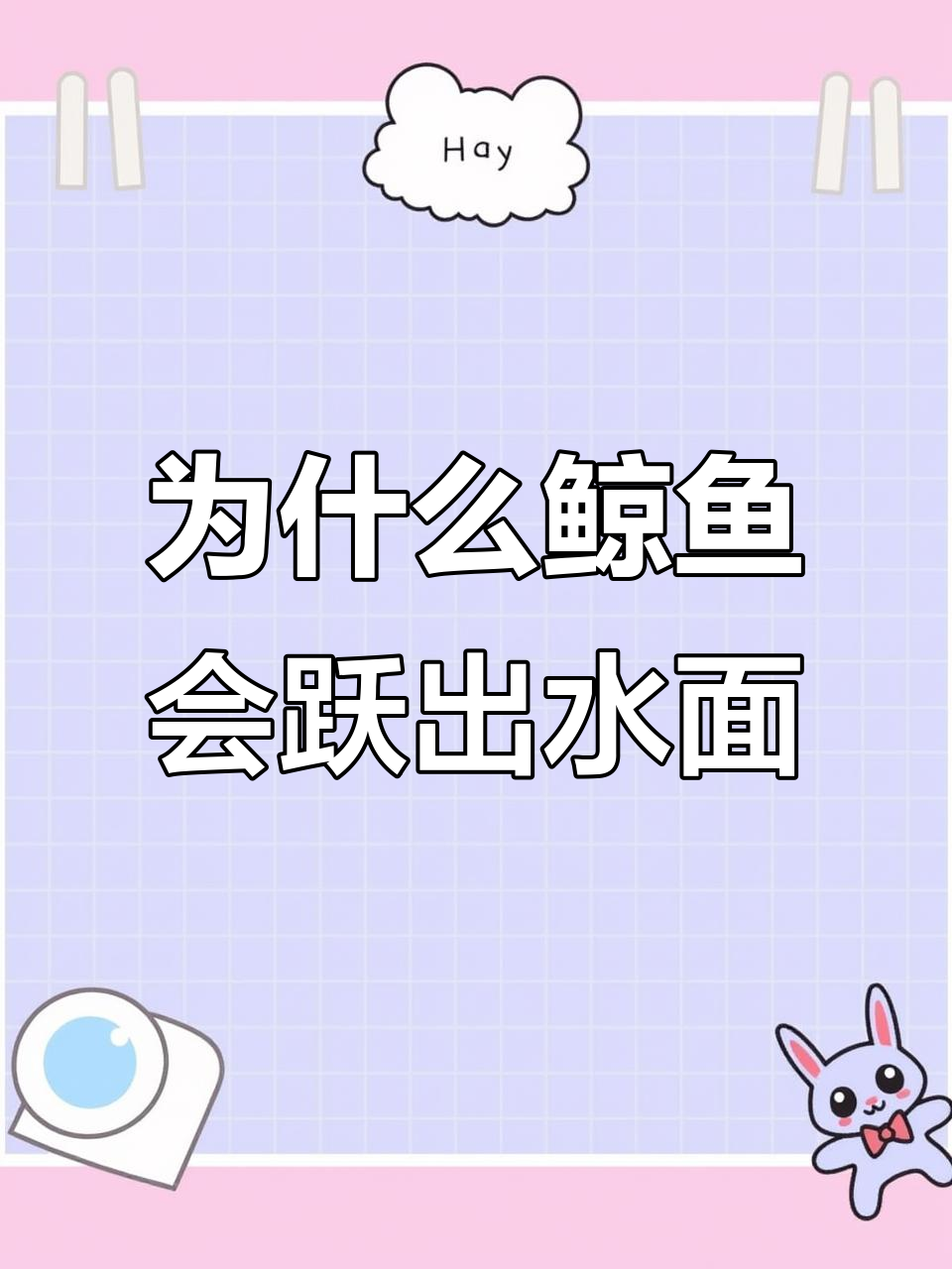 鲸鱼跃出水面的真正原因，揭秘南方鲸的独特行为