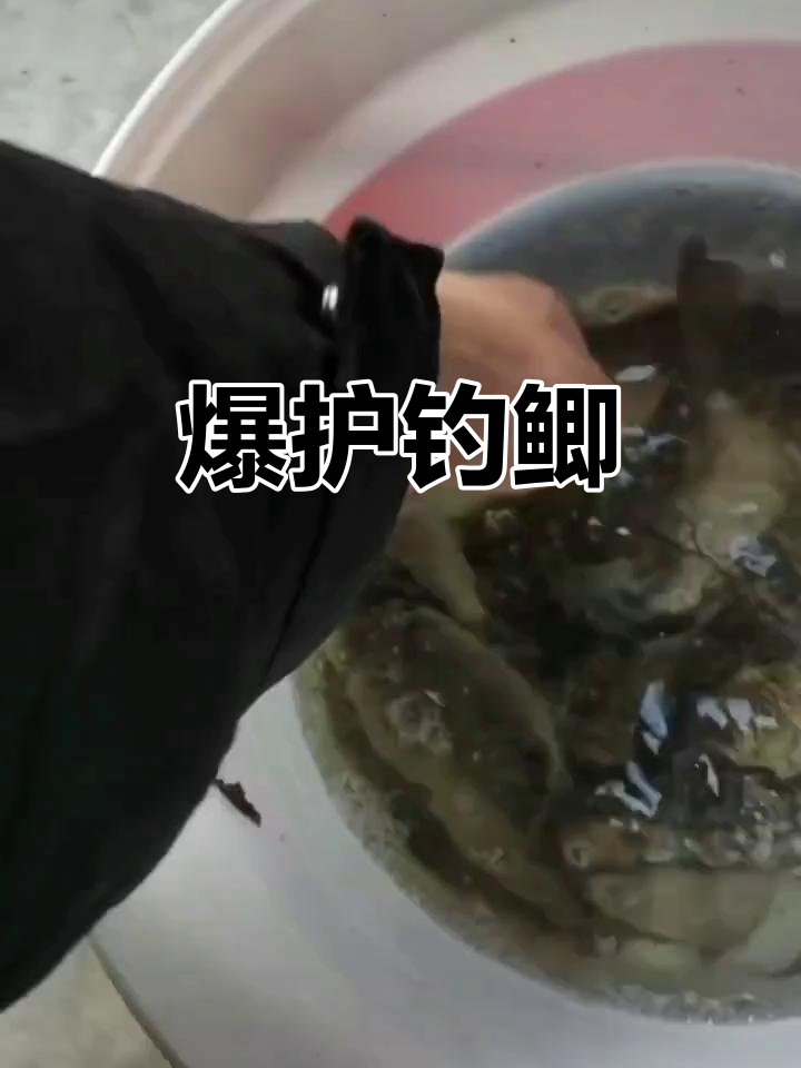 爆护鲫鱼,半斤一个超清新!快来钓鱼吧