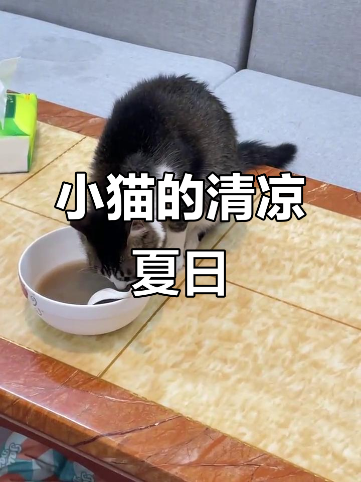 猫咪高温自救,喝绿豆汤解暑,竟然自己动手丰衣足食