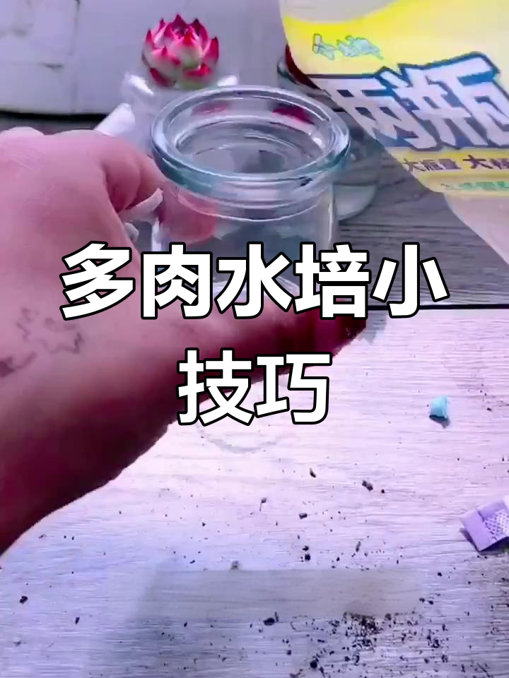 废物利用变水培,多肉植物新玩法