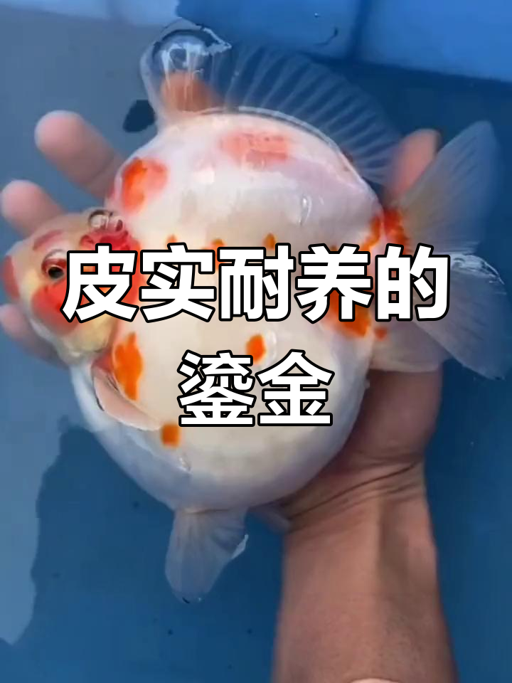 清远卢氏鎏金金鱼,耐养又高档