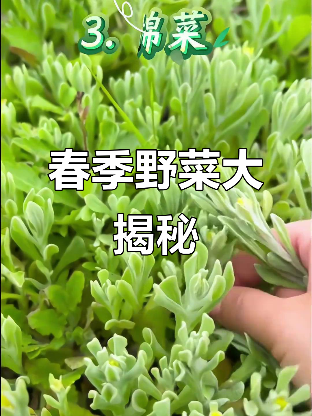 春天野菜大比拼,名字与做法等你来揭秘!