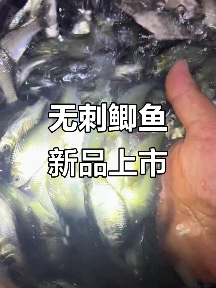 鲫鱼也能无刺?农科院新品种软骨鲫鱼苗来袭