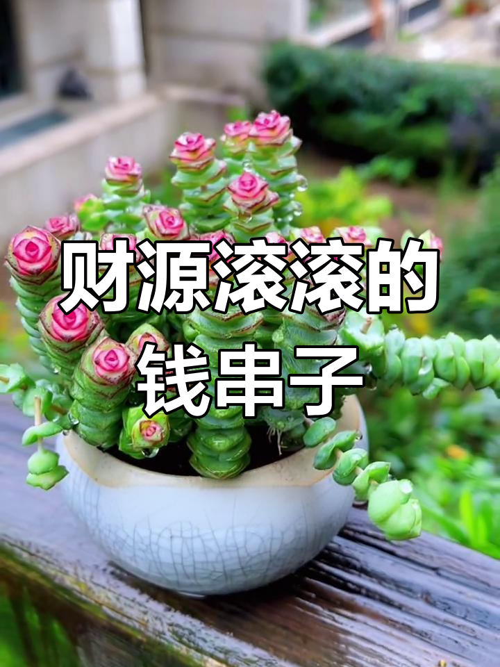钱串多肉:叶子像铜钱,寓意财运滚滚来