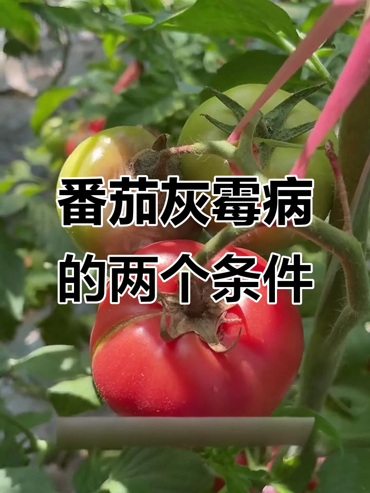 西红柿灰霉病发病原因及防治方法