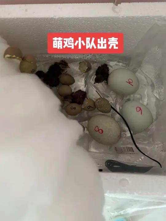 之前路由器孵化小鸡失败了,为了满足孩子的小心愿,也弥补了自己的童年回忆,萌鸡小队,集合 