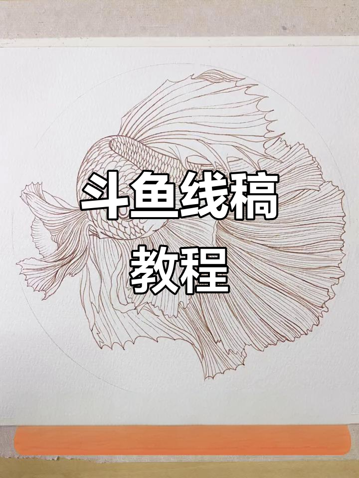 教你轻松画出斗鱼线稿,从草图到成品全步骤解析!