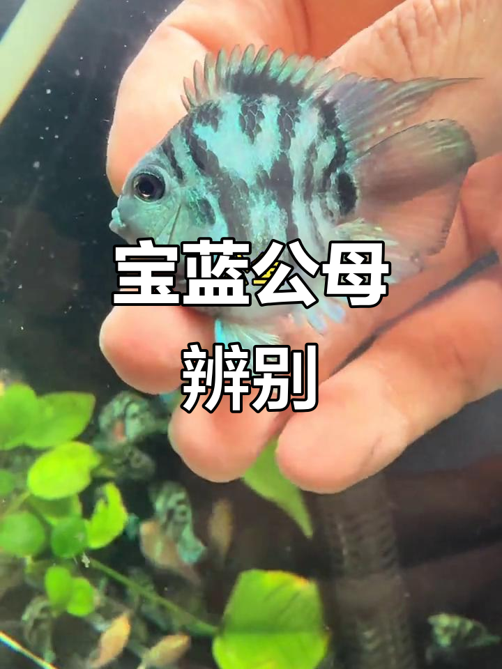 公母宝蓝区分,一看就懂