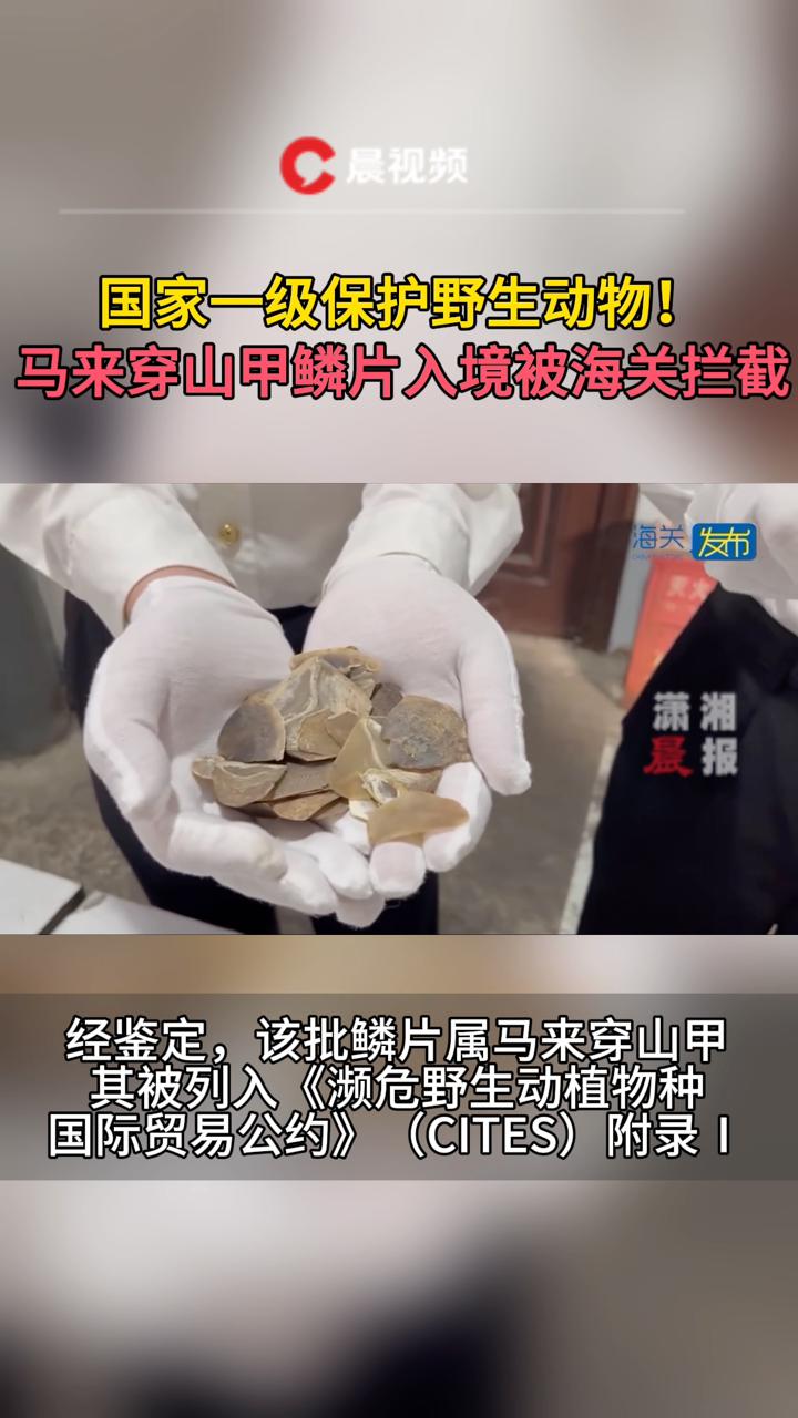 国家一级野生保护动物马来穿山甲鳞片入境被海关拦截