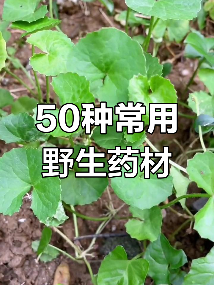 农村常见50种中草药,了解这些野菜的药用价值