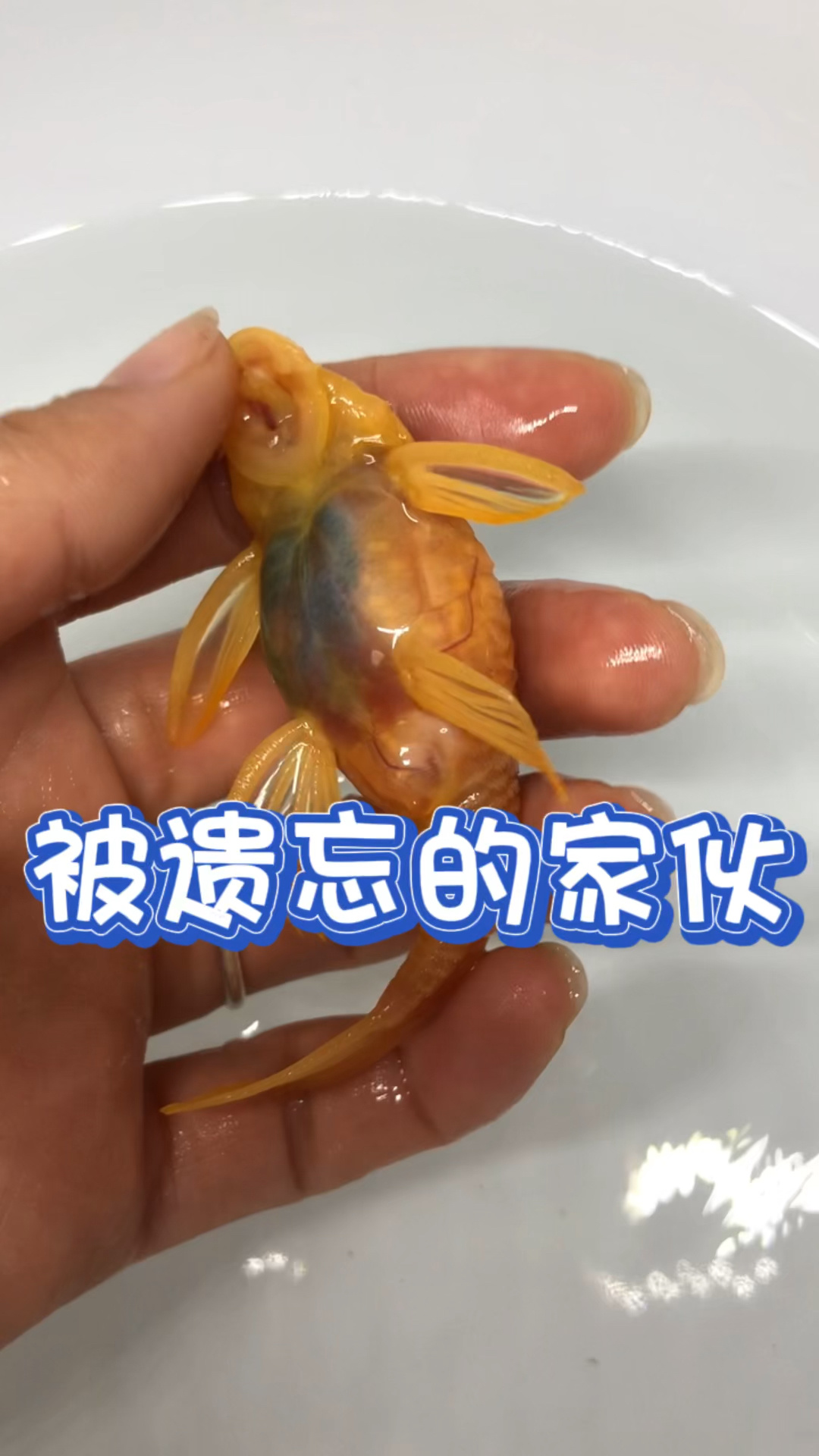 黄金胡子鱼