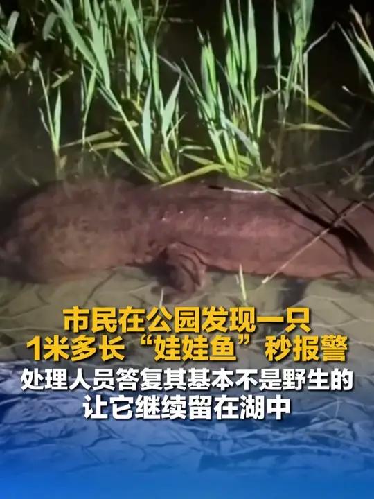 #市民发现一米多长娃娃鱼秒报警，处理人员答复其基本不是野生的，让它继续留在湖中