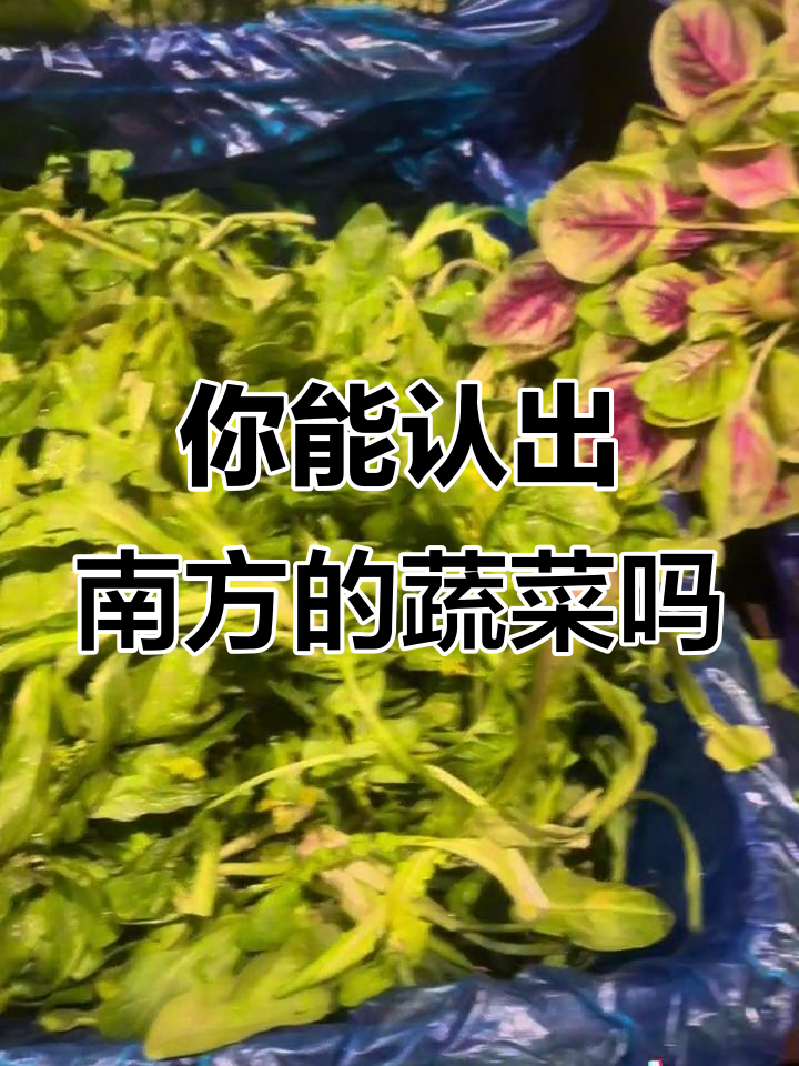 南方菜场大揭秘,这些青菜你能叫出名字吗?