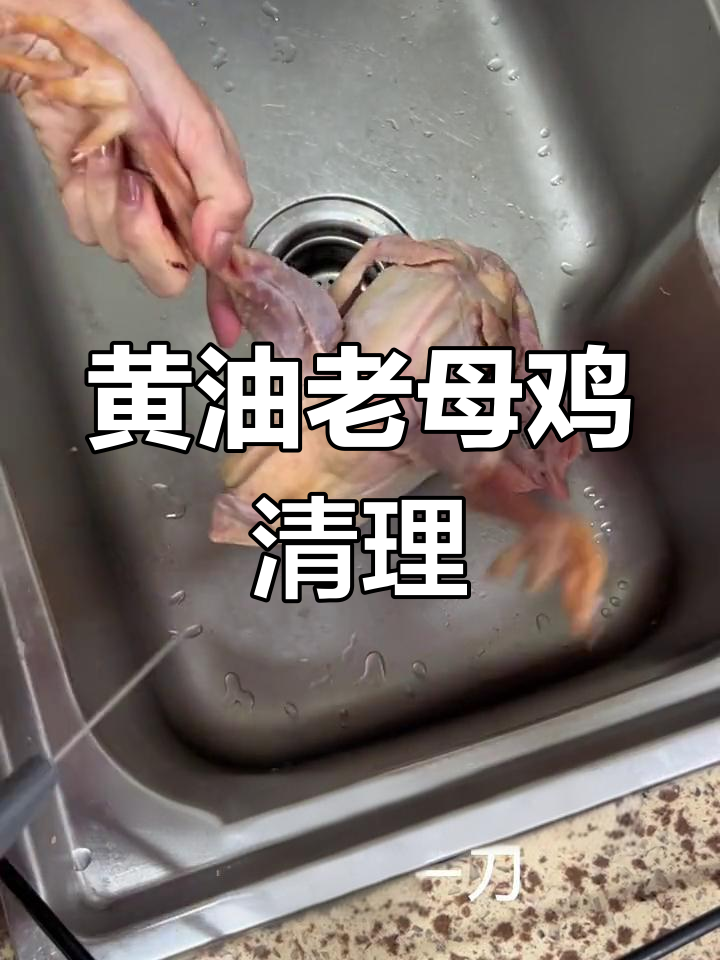 黄油老母鸡的清理与滋补做法