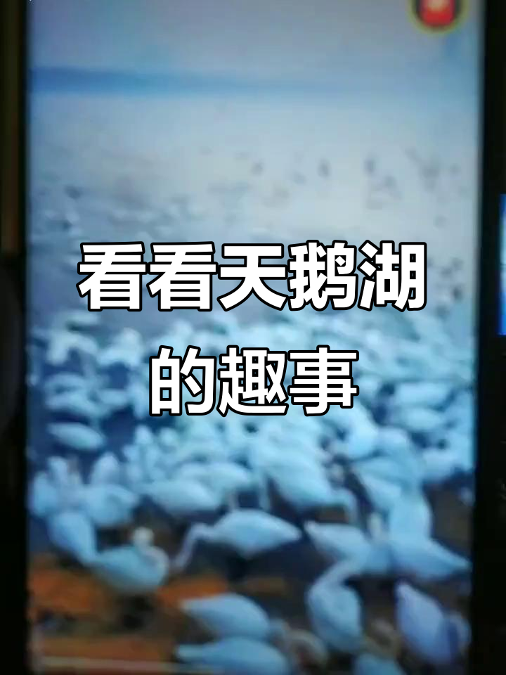 天鹅湖公园里的那些事儿,白菜也能喂天鹅?