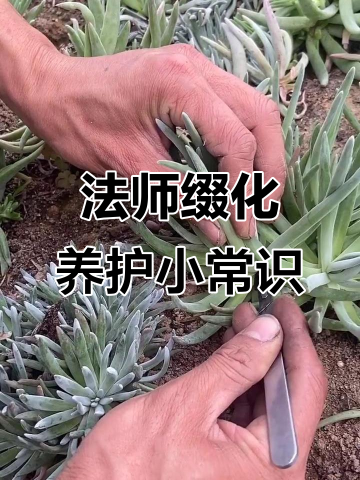 法师缀化养护技巧大揭秘,轻松掌握多肉植物护理