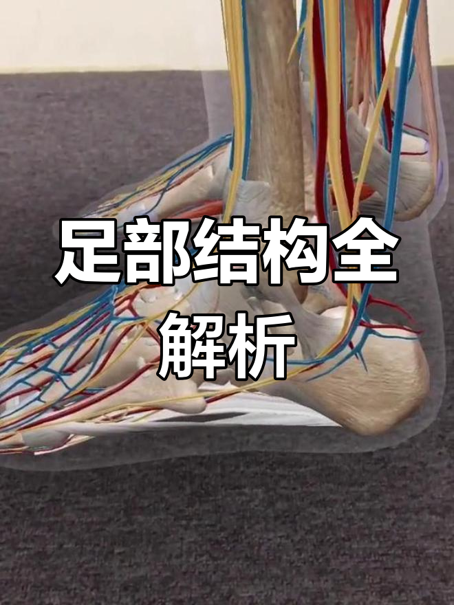 足部解剖大揭秘:从骨骼到肌肉,了解你的“脚”