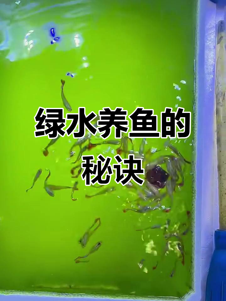 绿水养鱼技巧：如何让水质自然变好，密度大又省钱