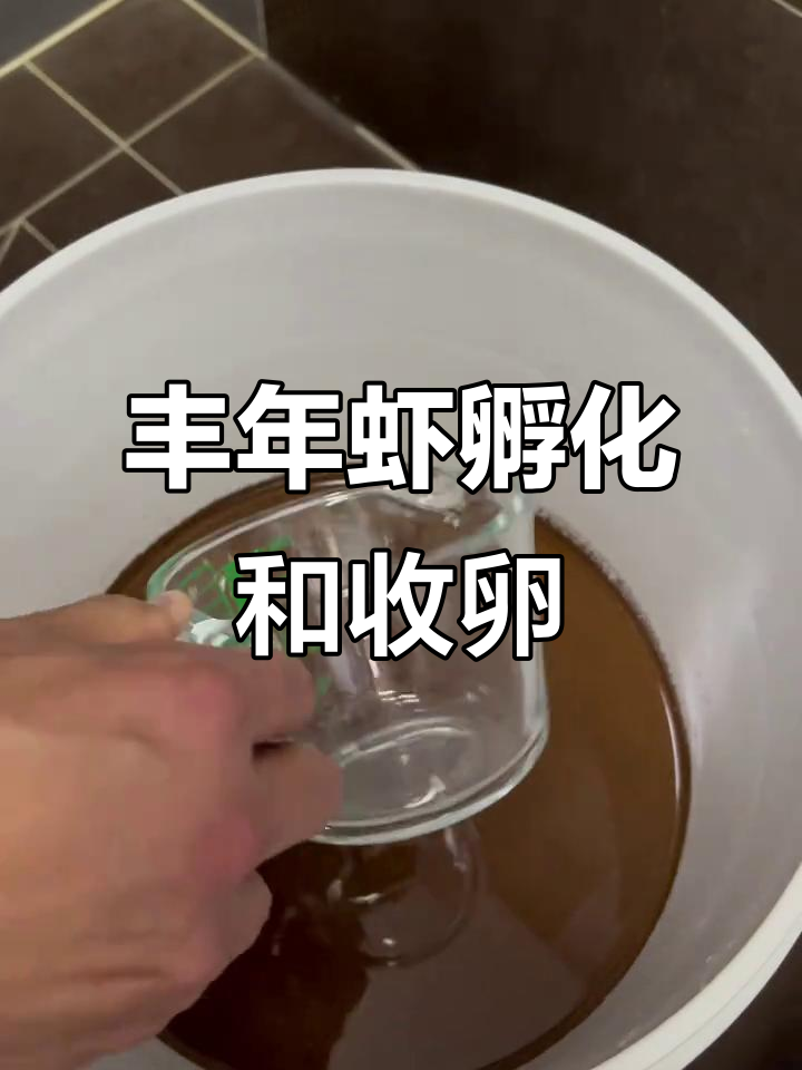 丰年虾孵化与收卵技巧,简单步骤教你轻松操作