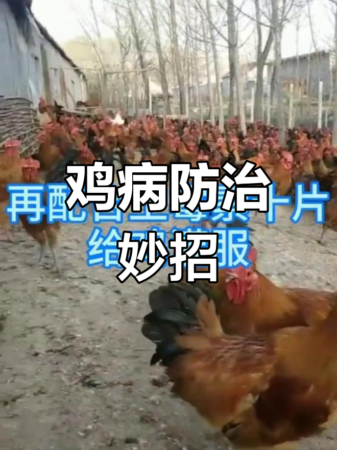 鸡霍乱轻松应对,养殖小技巧大揭秘!
