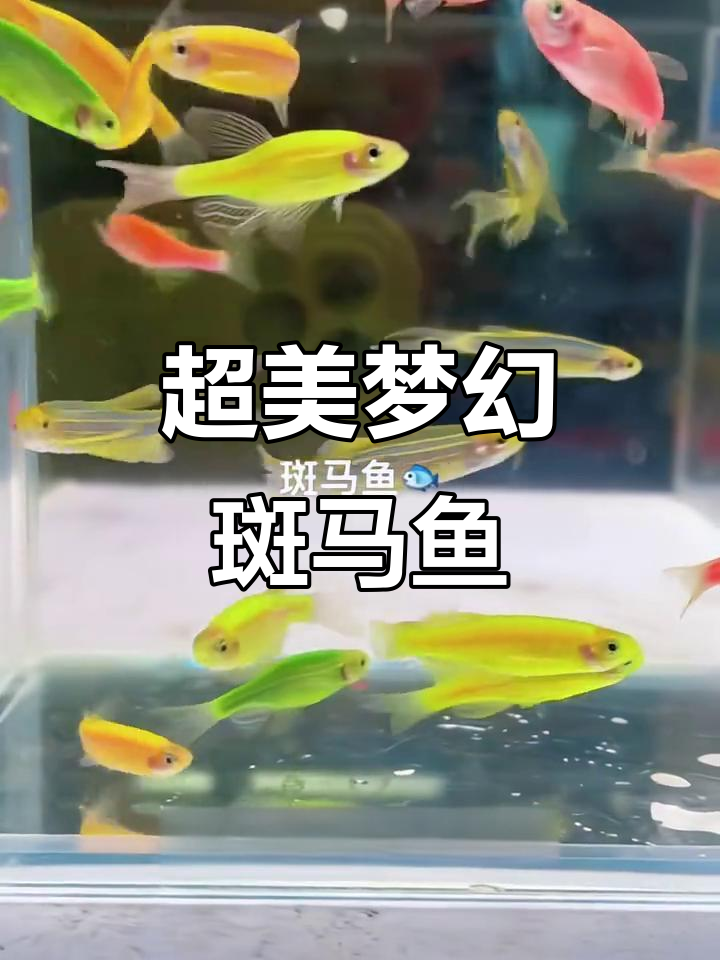 这款斑马鱼色彩艳丽,超好养活,新手必备!
