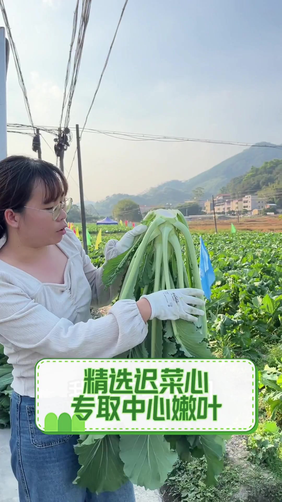 精选迟菜心,专取中心嫩叶