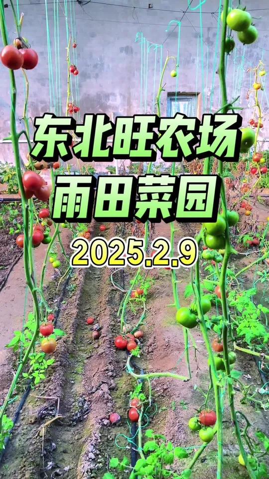 「美丽海淀」东北旺农业基地·雨田菜园  北京海淀东北旺农业基地,距离北京市区最近的亲子农场