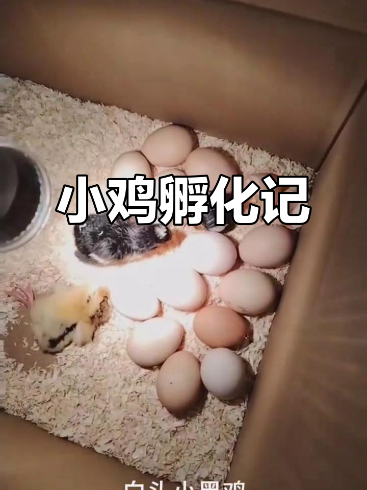 12天孵化6只小鸡,两只未破壳,其余继续等待