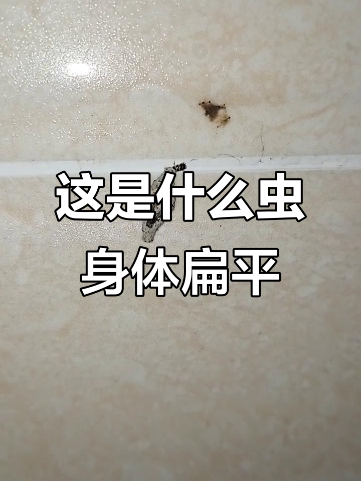 这是什么虫子?扁扁的身体两边都痛