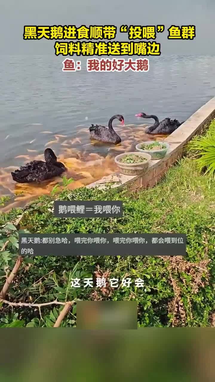近日,崇左网友拍到黑天鹅进食时,鱼群簇拥过来抢夺天鹅嘴边的食物残渣,形成了“鹅喂鱼”的景象