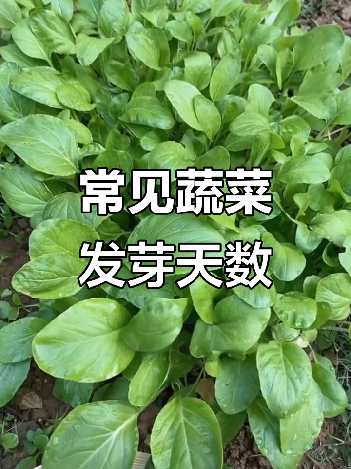 蔬菜种子发芽时间大揭秘,掌握这些让你种菜更轻松