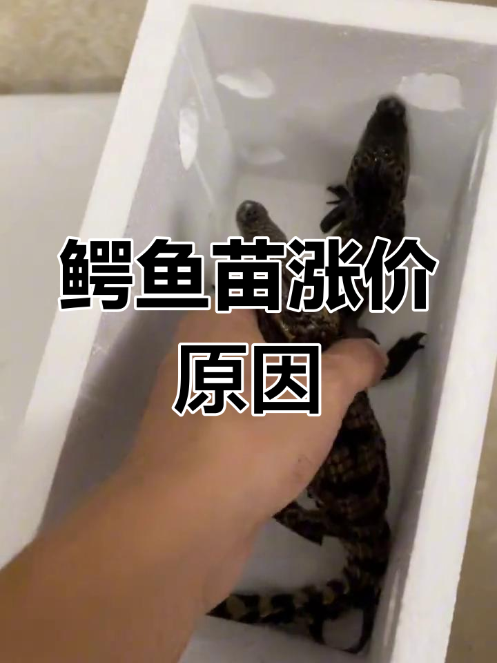 鳄鱼苗价格为何上涨?