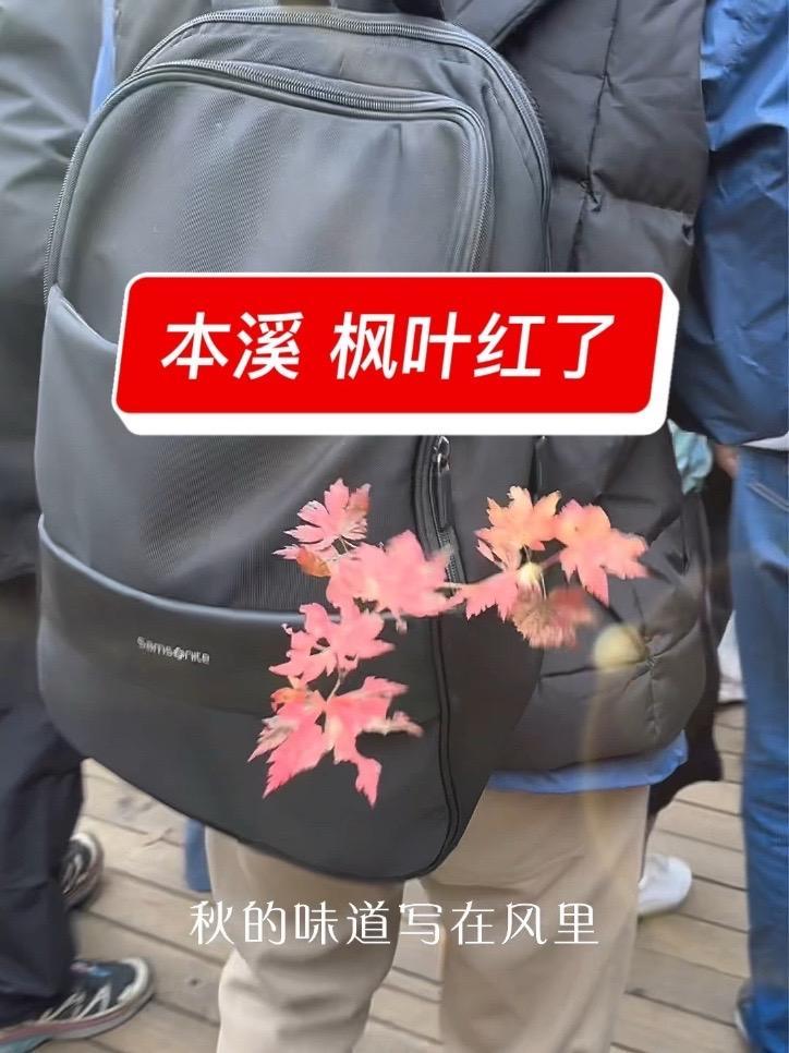 真实生活分享计划 10月11日,辽宁本溪关门山景区,枫叶慢慢变红。片尾是今年的“枫王”。这