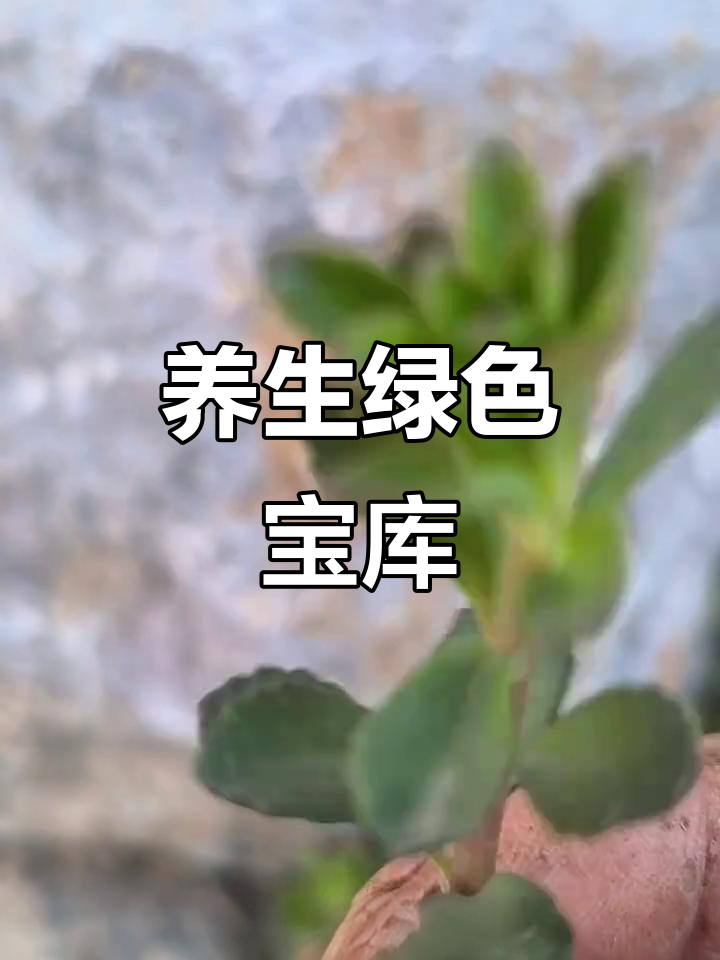 养心菜,天然养生佳品,护肝降压、改善睡眠