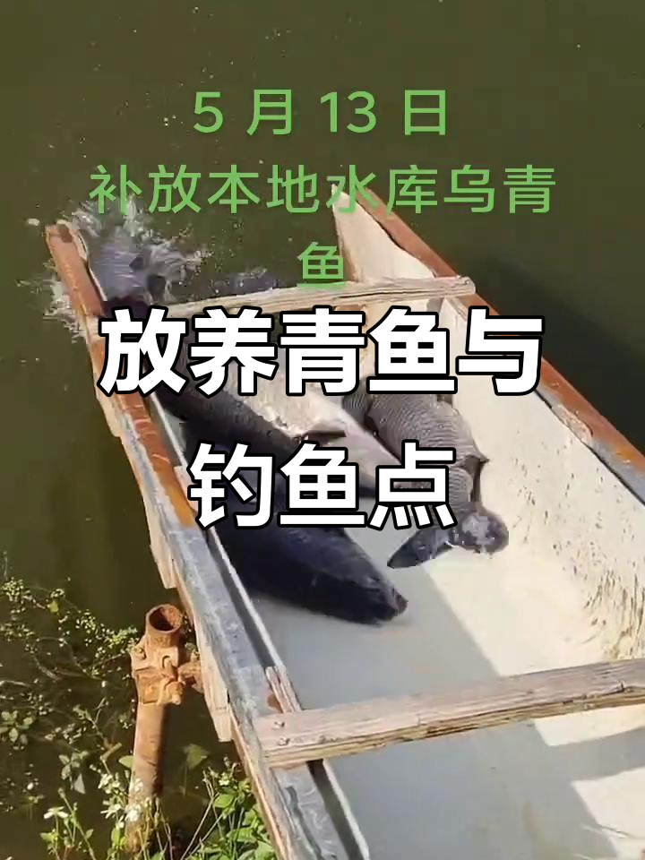 青鱼高清图大放送,钓点推荐来啦!